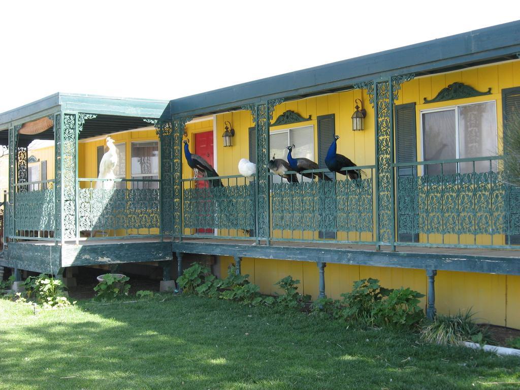 Scottys Junction Shady Lady Bed And Breakfast المظهر الخارجي الصورة